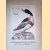 Nederlandsche vogelen 1770-1829. Zestien reproducties in kleur, naar de fraaiste voorbeelden door Christiaan Sepp e.a.
