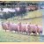 The Cotswold Sheep door L.V. Gibbings