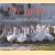 De gans: geschiedenis, folklore, oude recepten: 34 recepten van Germano Pontoni, 41 recepten van de beroemdste koks van Italië
Germano Pontoni
€ 8,00 De gans: geschiedenis, folklore, oude recepten: 34 recepten van Germano Pontoni, 41 recepten van de beroemdste koks van Italië
Germano Pontoni
€ 8,00