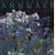 Discovering annuals
Graham Rice
€ 6,00 Discovering annuals
Graham Rice
€ 6,00