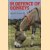 In defence of donkeys door Elisabeth Svendsen