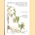 Ceropegia, Brachystelma and Riocreuxia in southern Africa door R. Allen Ddyer