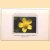The Audubon Society Pocket Guides:  Familiar Flowers of North America. Eastern Region
Richard Spellenberg
€ 5,00