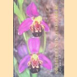Orchideeën in Zuid-Limburg *GESIGNEERD* door C.A.J. Kreutz