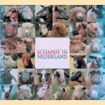 Schapen in Nederland door Jacques Engelen