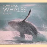 Humpback Whales door Phil Clapham