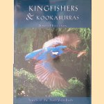 Kingfishers and Kookaburras: Jewels of the Australian Bush door David Hollands