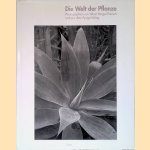 Die Welt der Pflanze: Photographien von Albert Renger-Patzsch und aus dem Auriga-Verlag
Albert Renger-Patzsch e.a.
€ 15,00 Die Welt der Pflanze: Photographien von Albert Renger-Patzsch und aus dem Auriga-Verlag
Albert Renger-Patzsch e.a.
€ 15,00