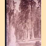 Some Trees *SIGNED* door Paul Andriesse e.a.