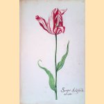 Het tulpboek door Nathalie Maciesza e.a.